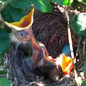 Baby American Robins
