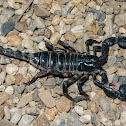 Giant forest scorpion