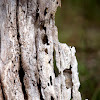 Gum tree eaten by termites