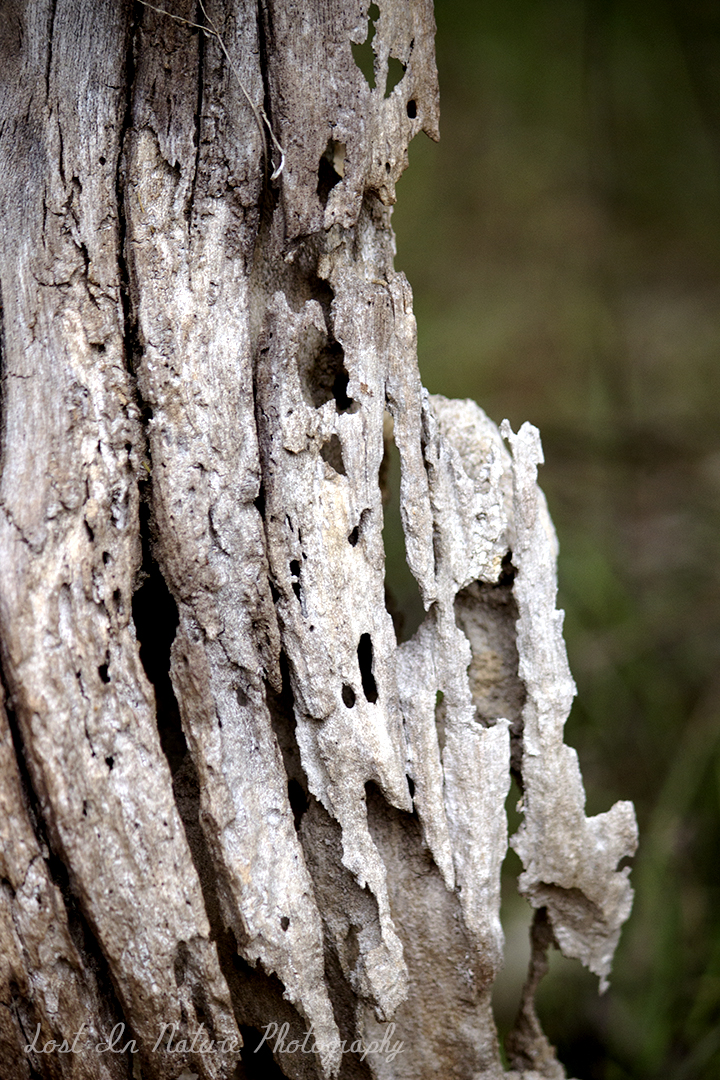 Gum tree eaten by termites