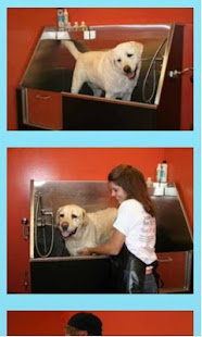 Lastest Sudsy Dog APK