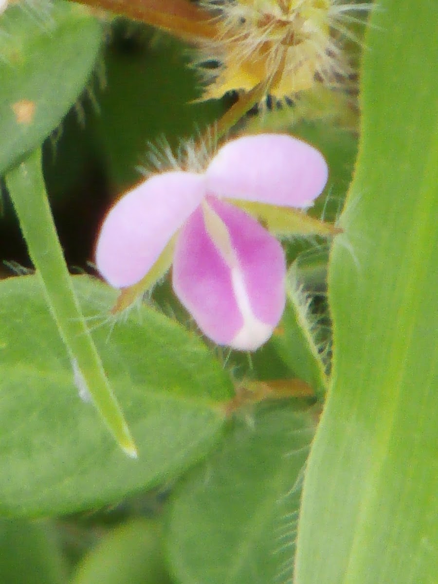 Greater Clover-leaved Desmodium