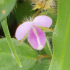 Greater Clover-leaved Desmodium