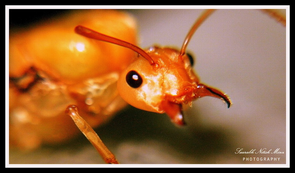 Smaller Yellow Ant