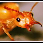 Smaller Yellow Ant