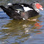 Moscovy Duck (male)