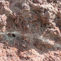 Funnel-web Spider web