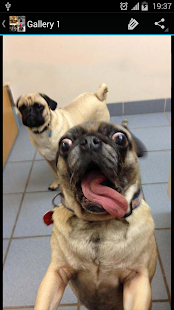 Funny Picture Ideas Screenshots 4