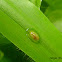 Insect egg