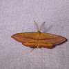 Chickweed Geometer Moth