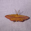 Chickweed Geometer Moth