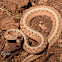 Dekay's Brown Snake