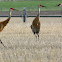 Sandhill Crane