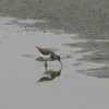 Common Sandpiper