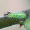 Common moonbeam (larva)