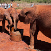 Orphaned African Elephants