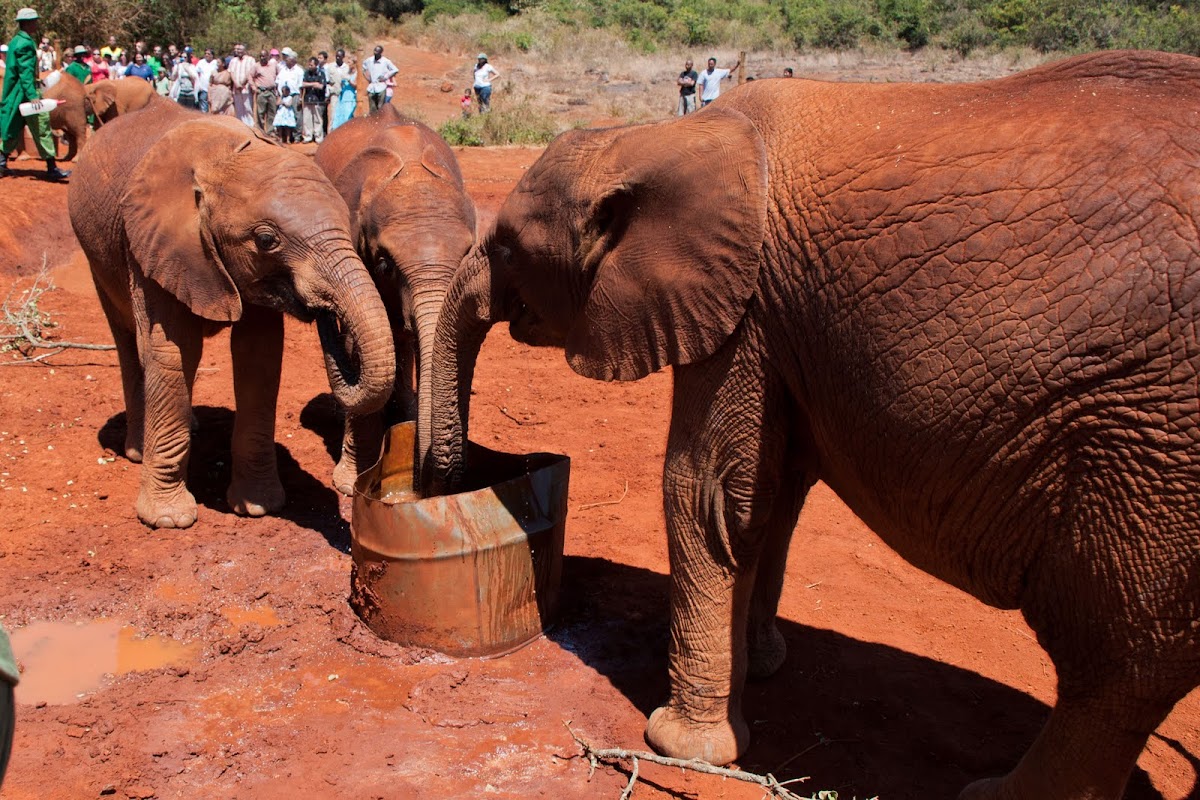 Orphaned African Elephants
