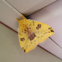 Io Moth (male)