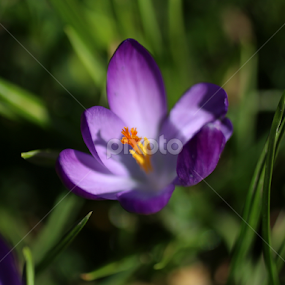 Crocus by Alina Jumabhoy - Flowers Single Flower