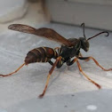 Brown Paper Wasp