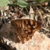 Pararge aegeria (Mariposa de los muros. Speckled Wood Butterfly