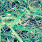 Tiger Grass