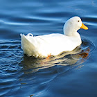 Pekin Duck (male)