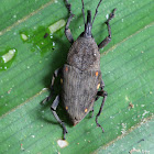 Epiphyte weevil