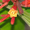 Fire bush flower