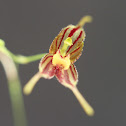 Forest bonnet orchid