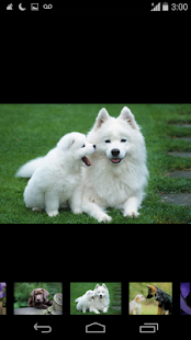 Lastest wallpaper funny dog APK