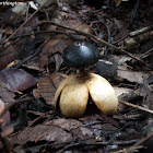 Beaked Earthstar