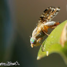 Sourbush Seed Fly
