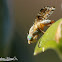 Sourbush Seed Fly