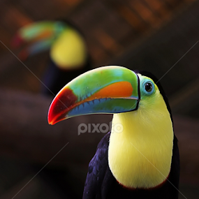 Toucan by Erick Castro Alvarado - Animals Birds