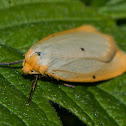 Four-dotted Footman