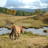 Highland wildlife by Tina Stevens -  