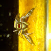 Jumping Spider