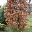 Brown Pine Tree