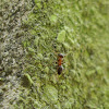 Red Wood Ant / Šumski mrav