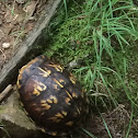 Eastern Box Turtle