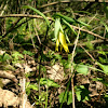 Large-flowered bellwort