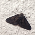 Half-wing Moth