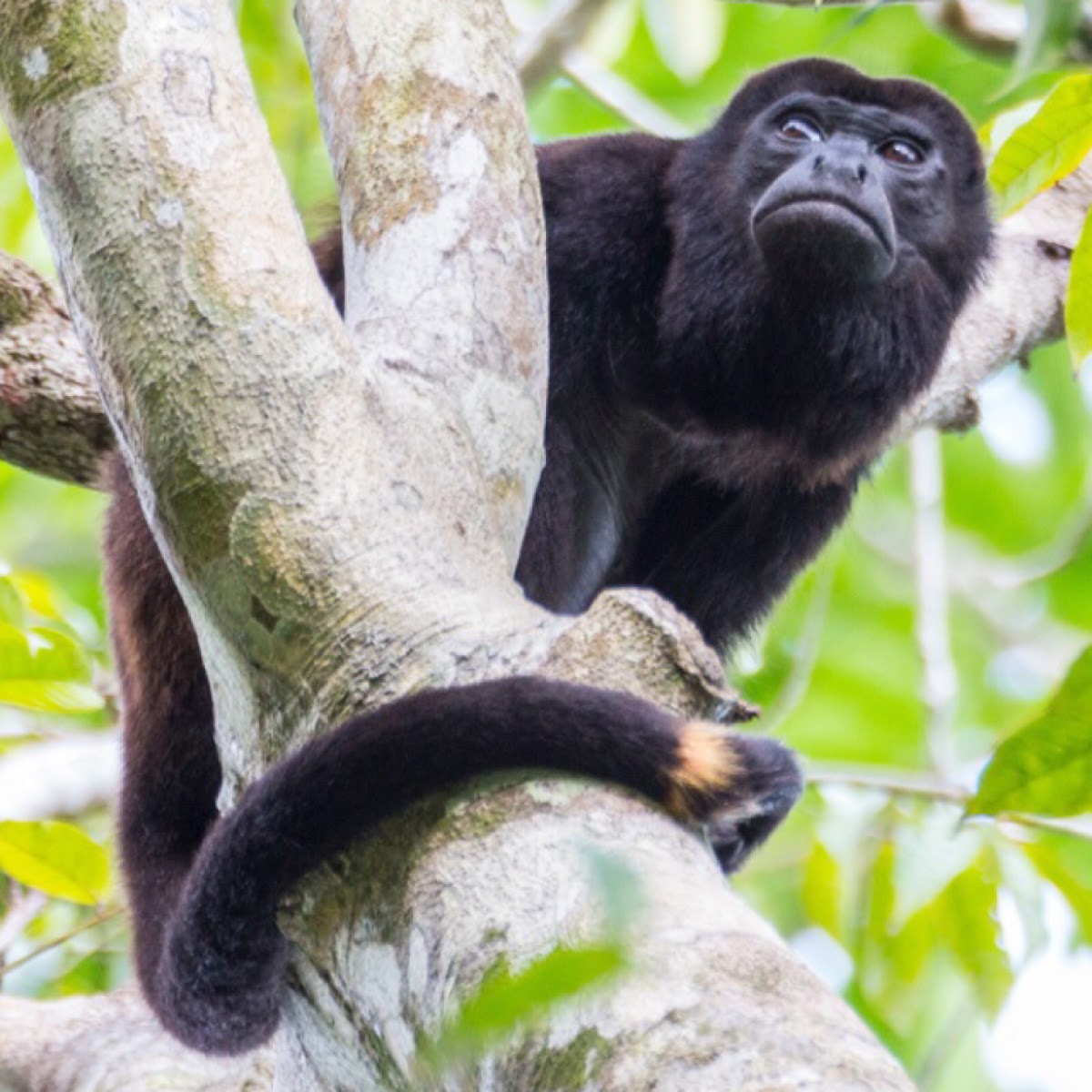 Howler monkey