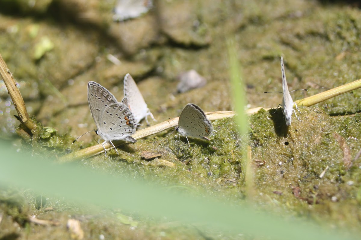 Eastern tailed - blue butterfly