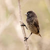 Pinzón terrestre pequeño (Small Ground Finch)