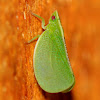 Red-eyed flatid planthopper