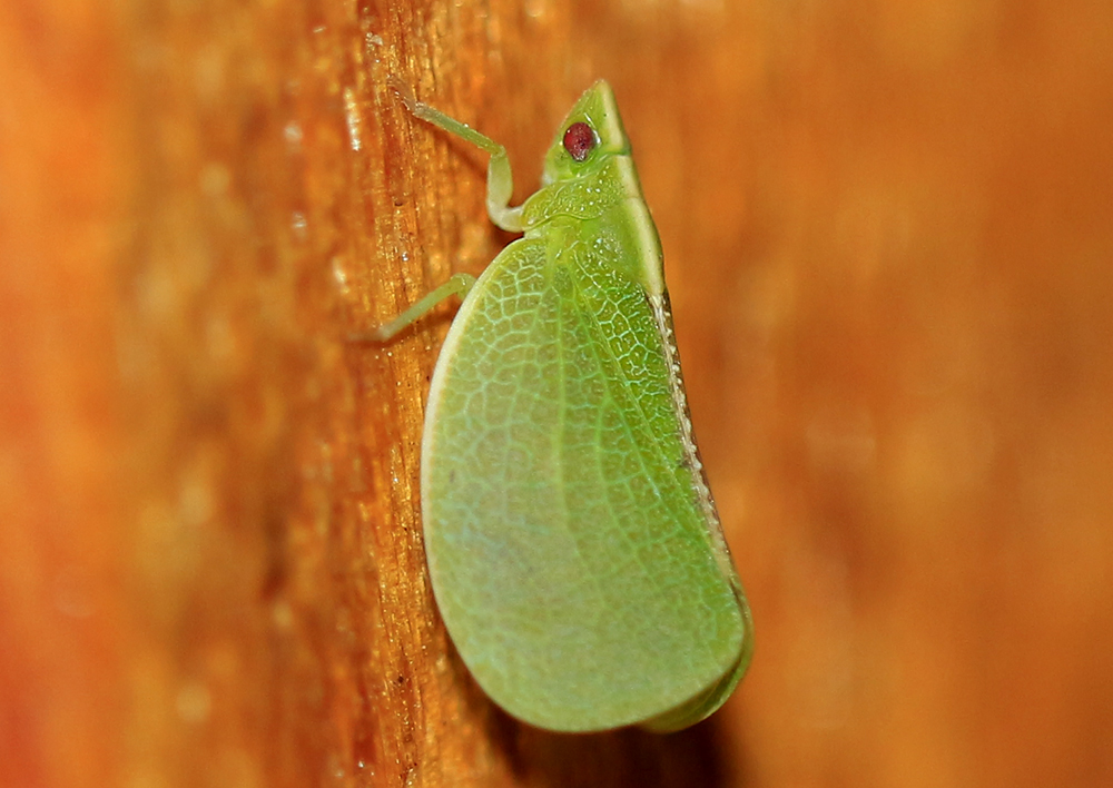 Red-eyed flatid planthopper