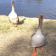 Toulouse (domestic Greylag) Goose
