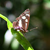 White-banded Plane Butterfly